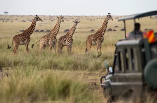 Guided Tanzania Safaris