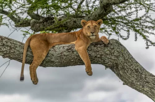 Lake Manyara National Park