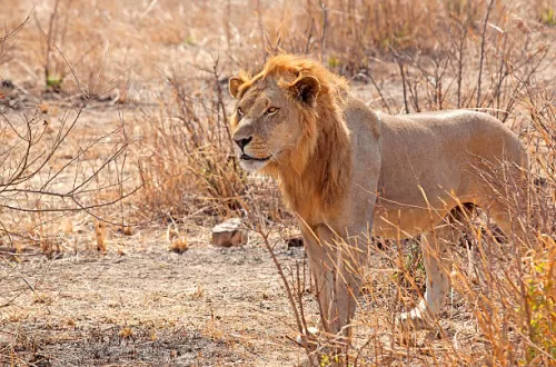 Mikumi National Park