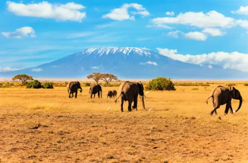 Tanzania National Parks and Tour Attractions