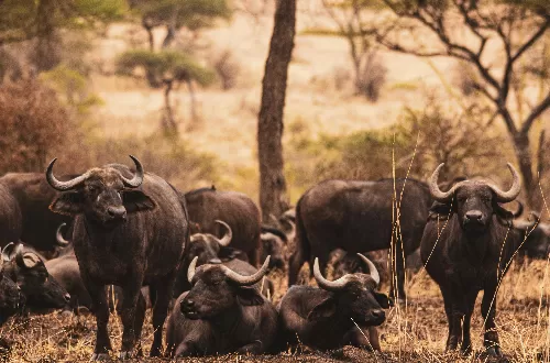 Best Guided Tanzania Safari Tour Packages