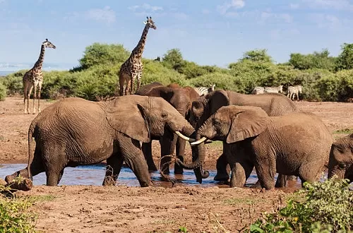 Explore Tarangire Day Trip Safari