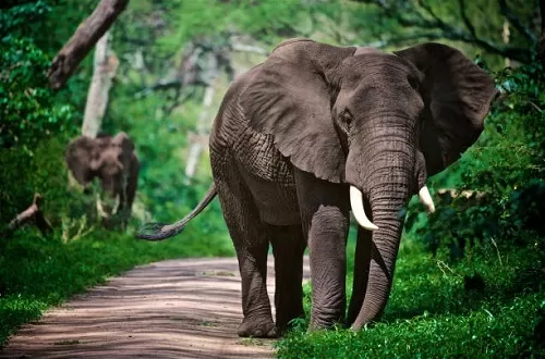 Tarangire National Park